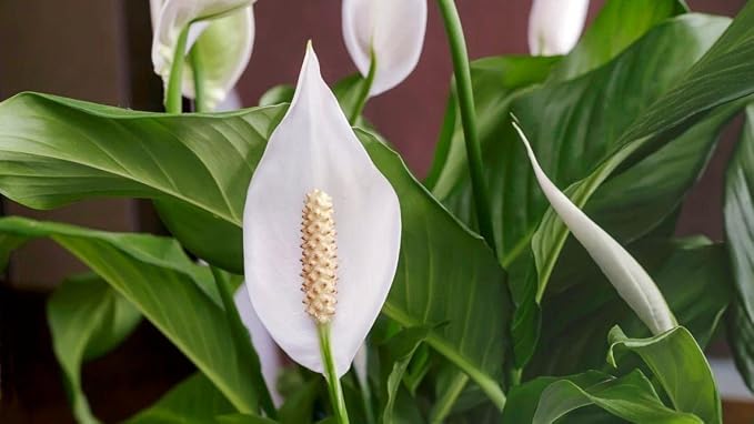 Gardenera's Premium Peace Lily Potting Mix : Hand-Crafted for Optimal Growth and Health - [3-Quart Bag]