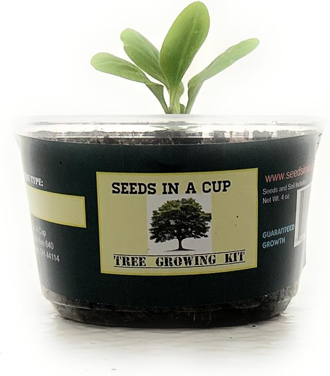 Tree Grow Kit | Easy to use | Educational | Memorial Gift | Plant It for The Planet | Grow Your Own Tree |Wide Selection to Choose from (Sycamore)