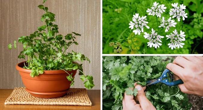 Premium Cilantro Plant Soil Mix by Gardenera - Stimulate Growth and Intensify Flavor with Nourishing Formula - 5 Quart