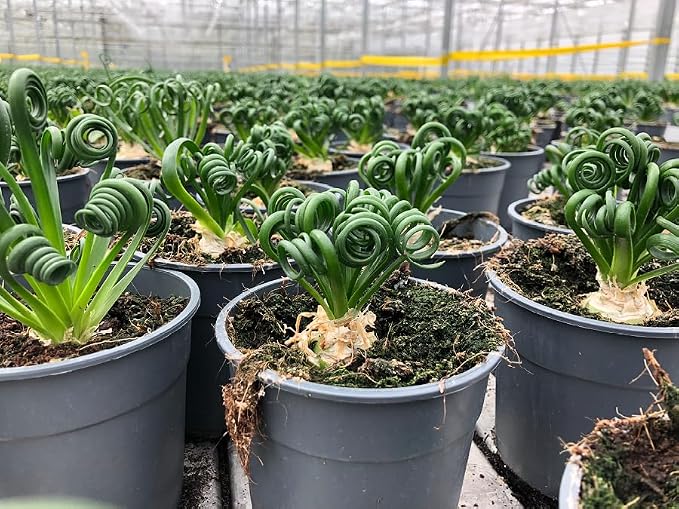 Gardenera Premium Albuca Spiralis Potting Soil Mix - Perfect Balance of Nutrients, Drainage, and Aeration for Thriving Blooms - 5 Quart