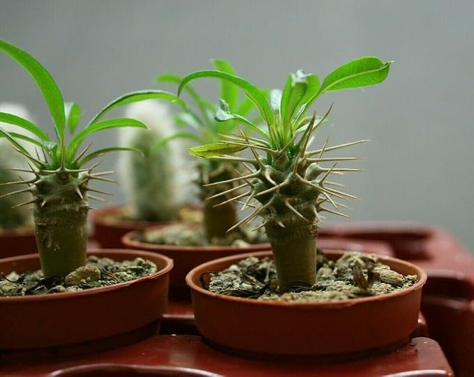 Premium Madagascar Palm Plant Soil Mix by Gardenera - Stimulate Growth and Elevate Natural Beauty with Nourishing Formula - 5 Quart