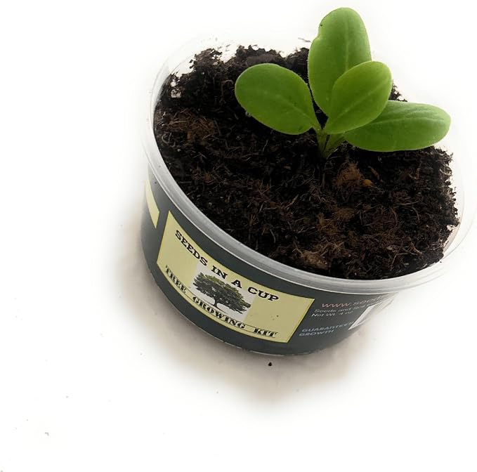 Tree Grow Kit | Easy to use | Educational | Memorial Gift | Plant It for The Planet | Grow Your Own Tree |Wide Selection to Choose from (Sycamore)