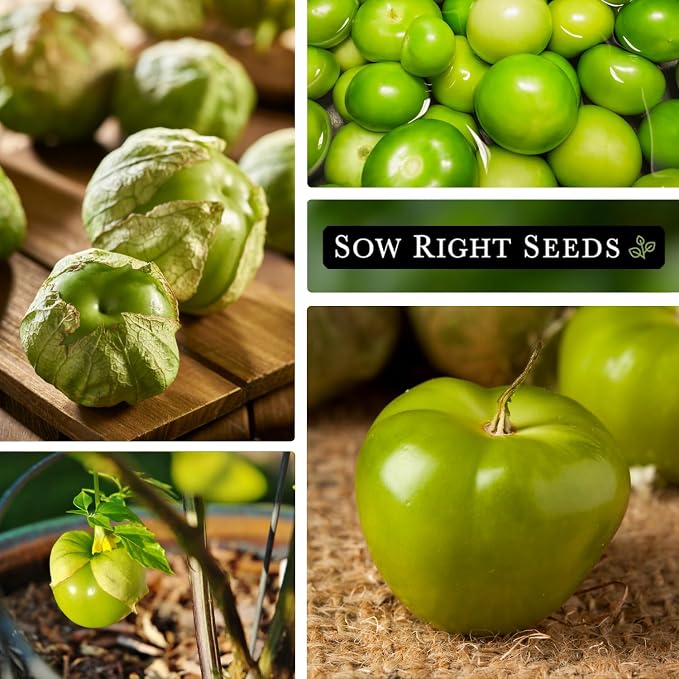 Sow Right Seeds - Toma Verde Tomatillo Seeds for Planting - Non-GMO Heirloom Packet with Instructions to Plant a Home Vegetable Garden - Mexican Husk Tomato - Ground Cherries Great for Salsa (2)