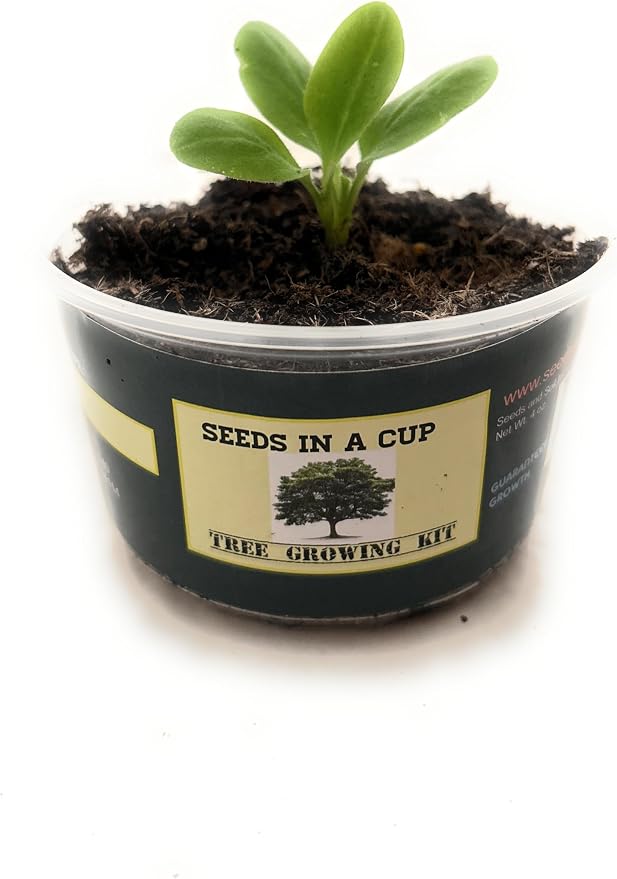 Tree Grow Kit | Easy to use | Educational | Memorial Gift | Plant It for The Planet | Grow Your Own Tree |Wide Selection to Choose from (Sycamore)