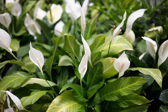 Gardenera's Premium Peace Lily Potting Mix : Hand-Crafted for Optimal Growth and Health - [3-Quart Bag]
