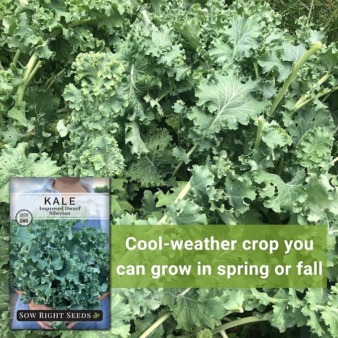 Sow Right Seeds - Dwarf Siberian Improved Kale Seed for Planting - Non-GMO Heirloom Packet with Instructions to Plant a Home Vegetable Garden - Very Nutritious Superfood - Classic Variety (3)