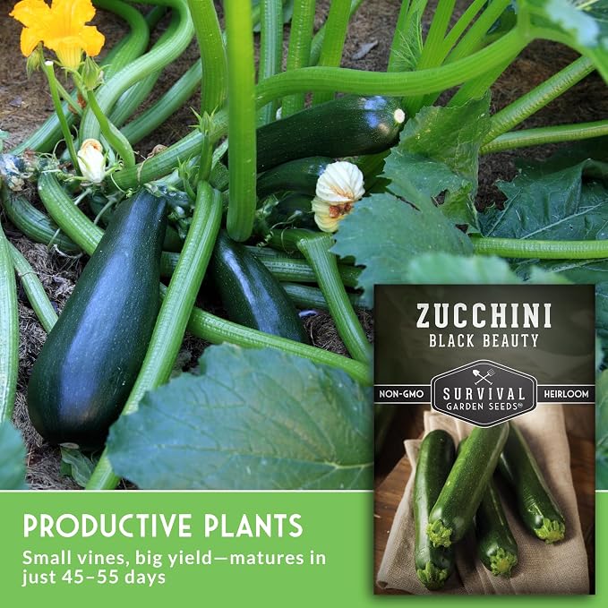 Black Beauty Zucchini Seeds for Planting - Heirloom Summer Squash Variety for Vegetable Garden Growing - High Yield Dark Green Zucchinis - Survival Garden Seeds (3 Packs)