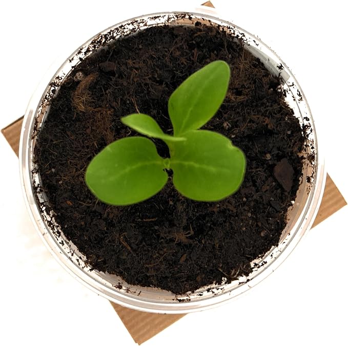 Tree Grow Kit | Easy to use | Educational | Memorial Gift | Plant It for The Planet | Grow Your Own Tree |Wide Selection to Choose from (Sycamore)