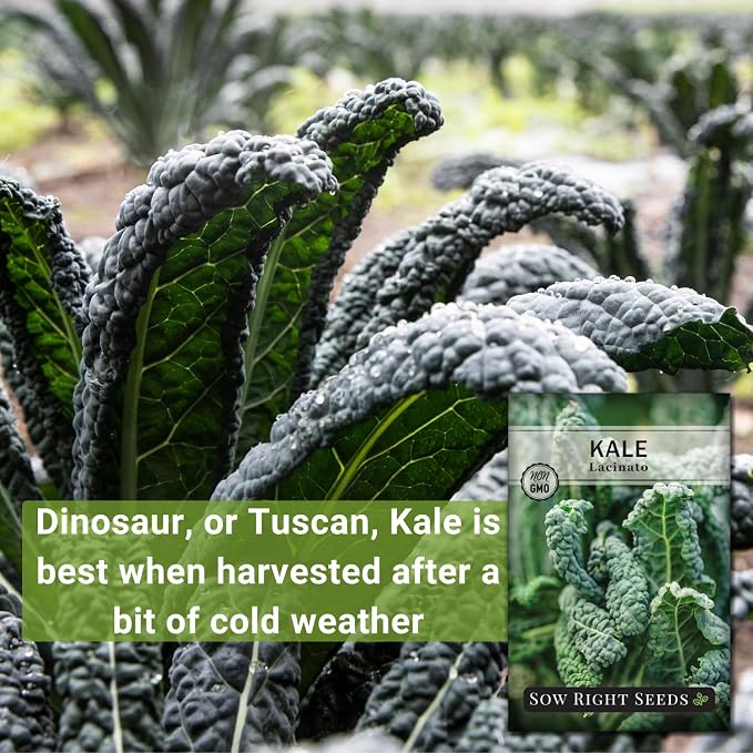 Sow Right Seeds - Lacinato Kale Seed for Planting - Non-GMO Heirloom Packet with Instructions to Plant a Home Vegetable Garden - Very Nutritious Superfood, Grow This Dinosaur Variety (1)
