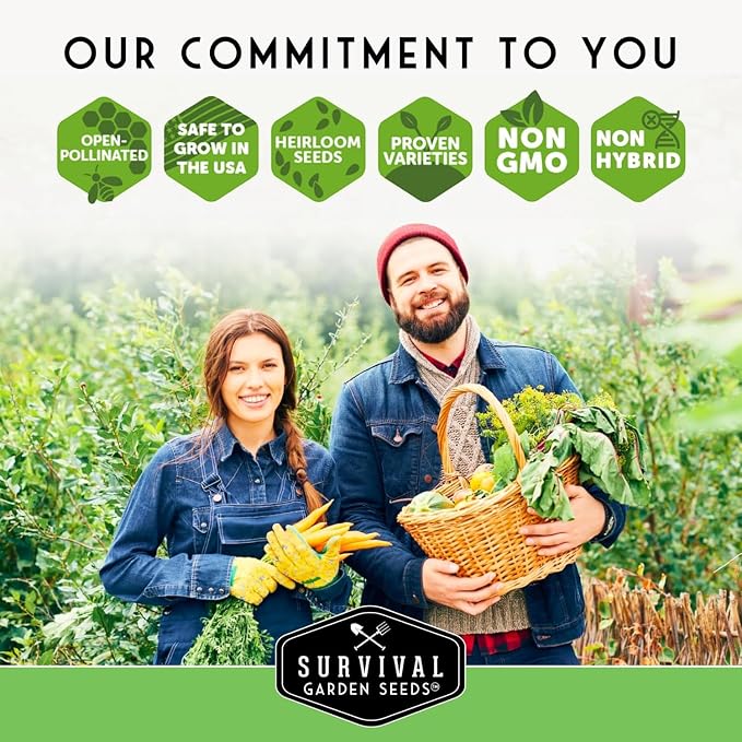 Black Beauty Zucchini Seeds for Planting - Heirloom Summer Squash Variety for Vegetable Garden Growing - High Yield Dark Green Zucchinis - Survival Garden Seeds (3 Packs)