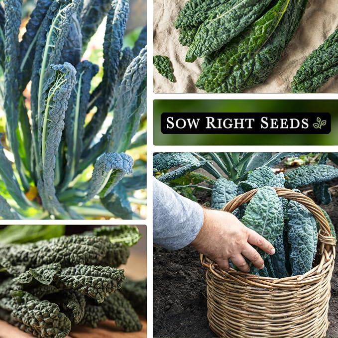 Sow Right Seeds - Lacinato Kale Seed for Planting - Non-GMO Heirloom Packet with Instructions to Plant a Home Vegetable Garden - Very Nutritious Superfood, Grow This Dinosaur Variety (1)