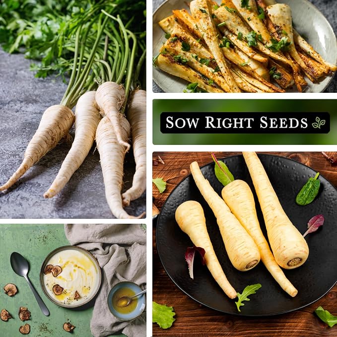 Sow Right Seeds - Half Long White Parsnip Seeds for Planting - Non-GMO Heirloom Packet with Instructions to Plant an Outdoor Home Vegetable Garden - White Flesh Root Parsnip - Spring and Fall (1)