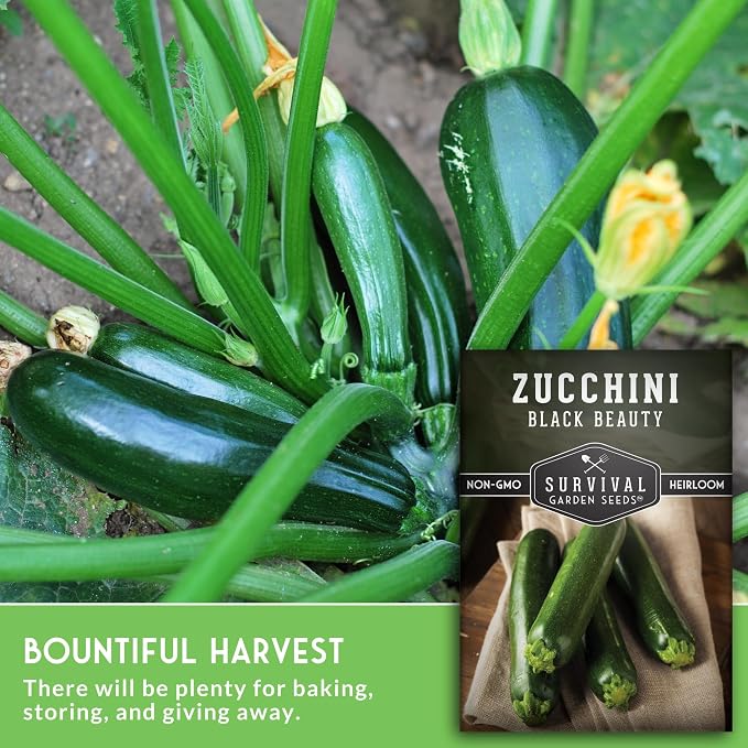Black Beauty Zucchini Seeds for Planting - Heirloom Summer Squash Variety for Vegetable Garden Growing - High Yield Dark Green Zucchinis - Survival Garden Seeds (3 Packs)