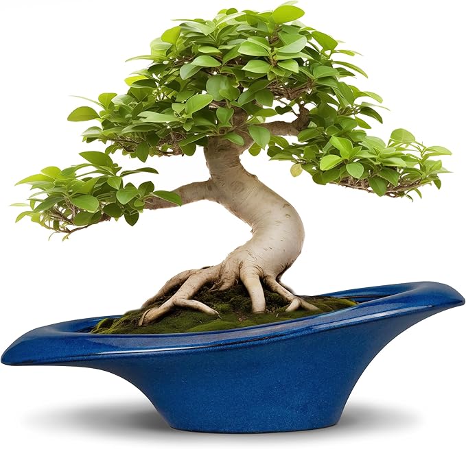 Bonsai Tree Pot 18 Inch - Ceramic Succulent Pots Large Bonsai Planter for Indoor Outdoor Plants Decorative Plant Pot with Drainage Hole Flower Pot for Home Garden Room Decor Blue