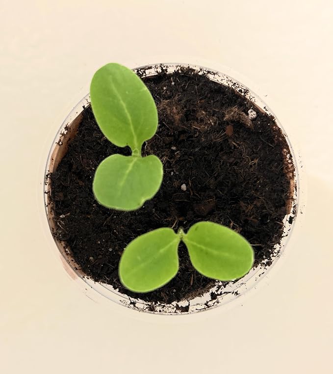 Tree Grow Kit | Easy to use | Educational | Memorial Gift | Plant It for The Planet | Grow Your Own Tree |Wide Selection to Choose from (Sycamore)