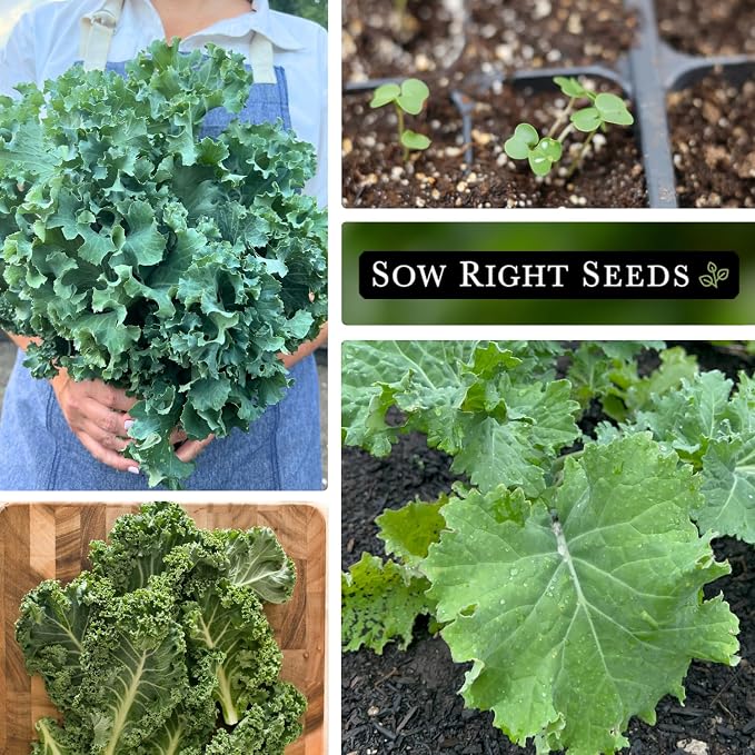 Sow Right Seeds - Dwarf Siberian Improved Kale Seed for Planting - Non-GMO Heirloom Packet with Instructions to Plant a Home Vegetable Garden - Very Nutritious Superfood - Classic Variety (3)