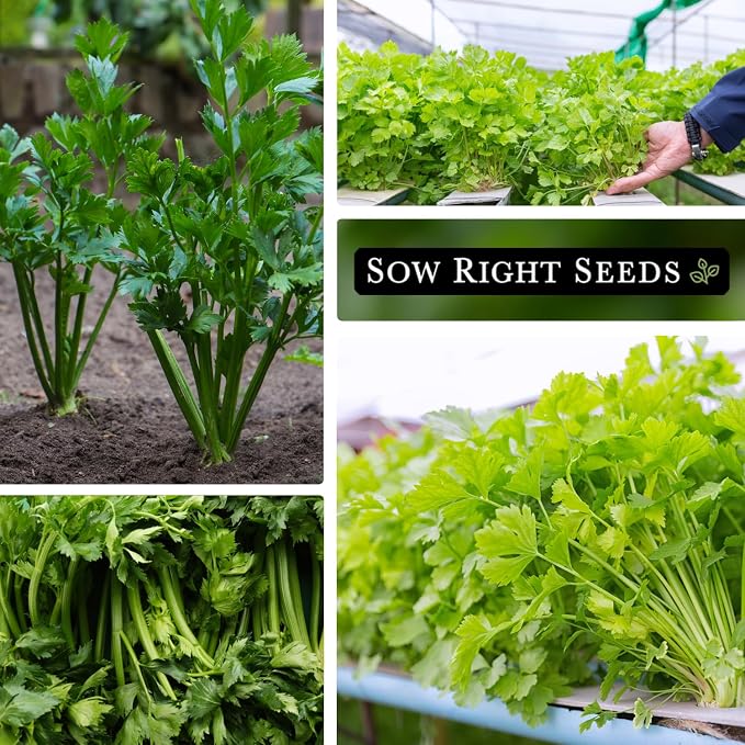 Sow Right Seeds - Chinese Celery Seeds for Planting - Non-GMO Heirloom Packet with Instructions to Plant and Grow a Home Vegetable Garden - Culinary and Compact Herb, Abundant Stalks (1)