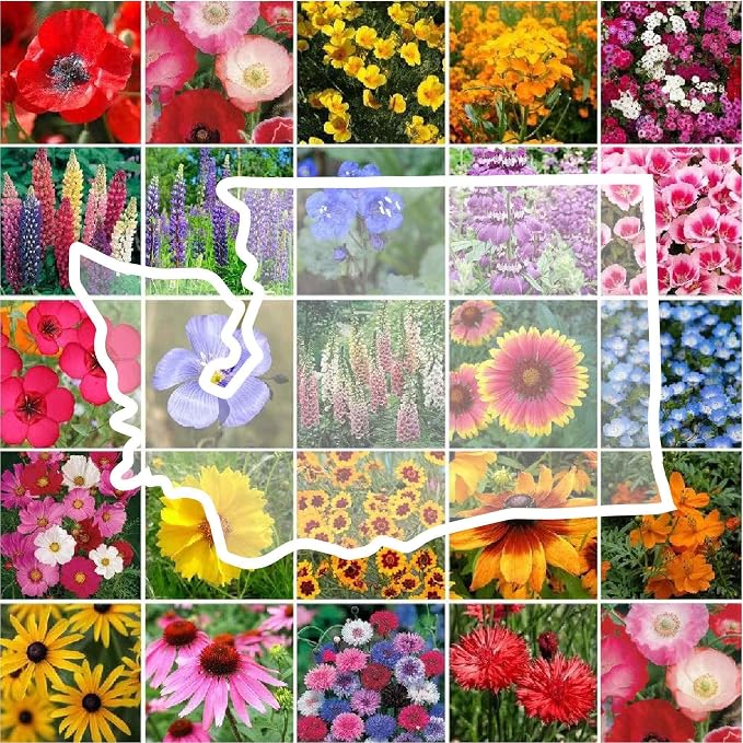 Eden Brothers Washington Wildflower Mixed Seeds for Planting, 1/4 lb, 120,000+ Seeds with Cosmos, Bluebell | Attracts Pollinators, Plant in Spring or Fall, Zones