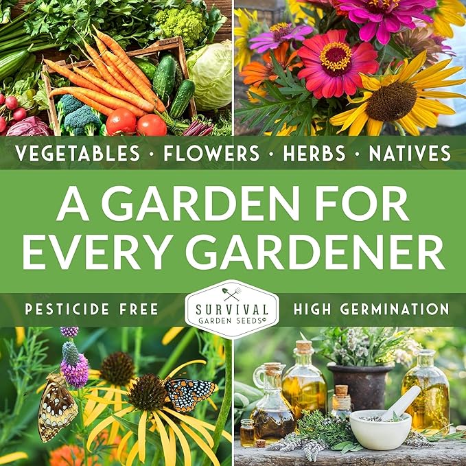 Black Beauty Zucchini Seeds for Planting - Heirloom Summer Squash Variety for Vegetable Garden Growing - High Yield Dark Green Zucchinis - Survival Garden Seeds (3 Packs)
